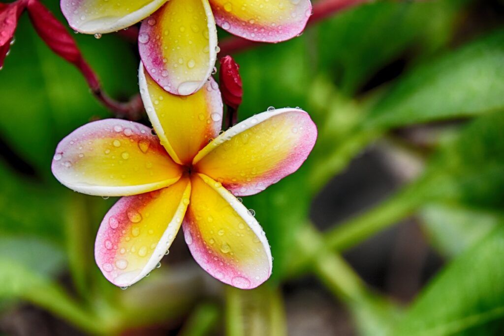 Samoa Weather in July ????