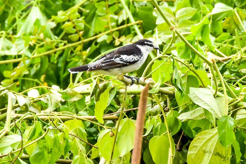 15 Best Walks & Hikes in Samoa ????????