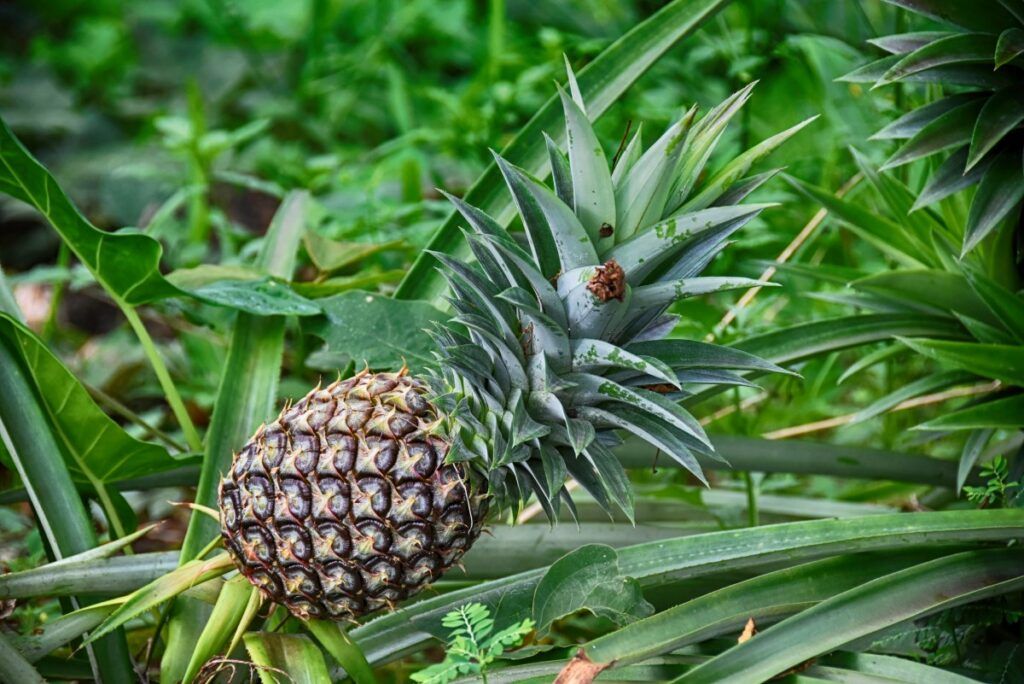 10 Best Foodie Experiences on Savai'i