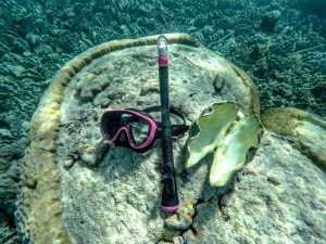 7 Best Snorkelling Tours in Samoa ???? [2023]