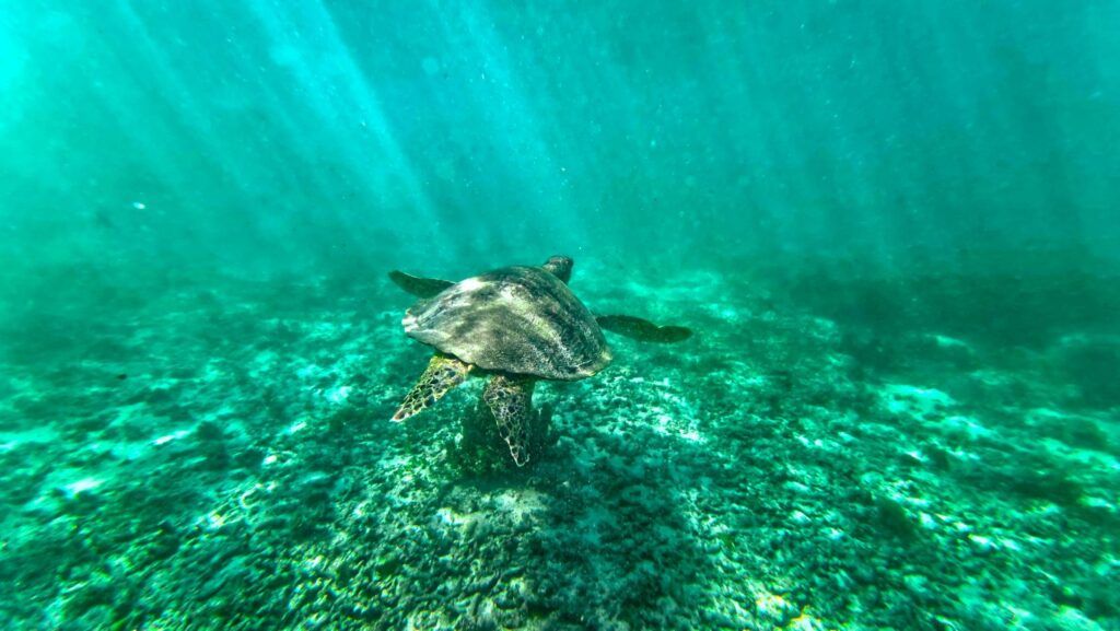 The Best Snorkelling in Upolu: Top 10 Places to Snorkel