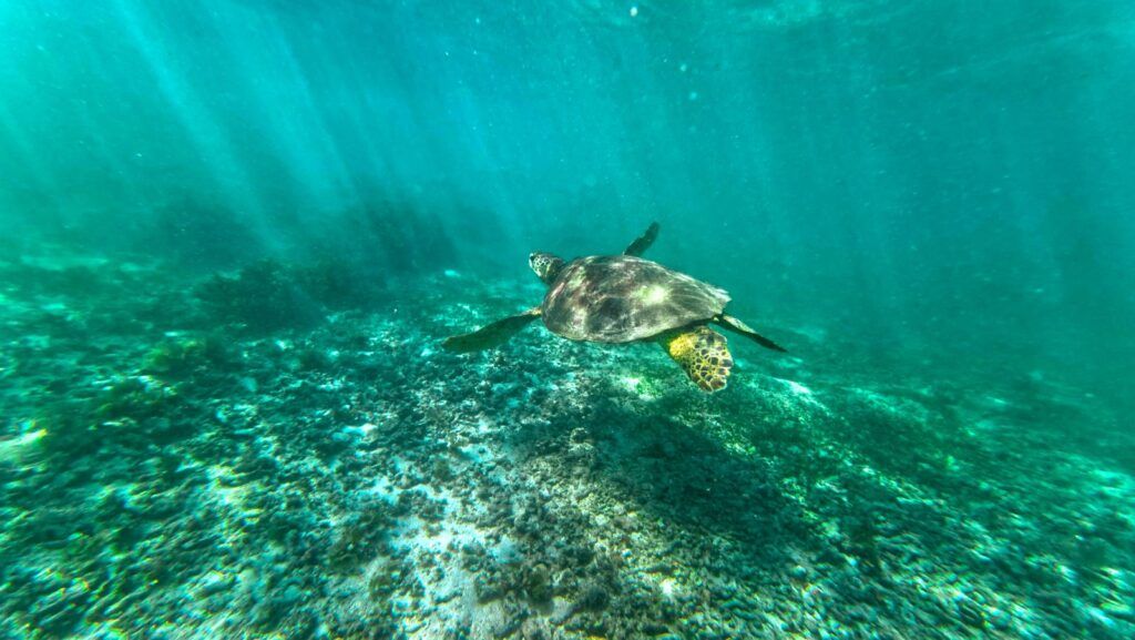 10 BEST Places to See Turtles in Samoa