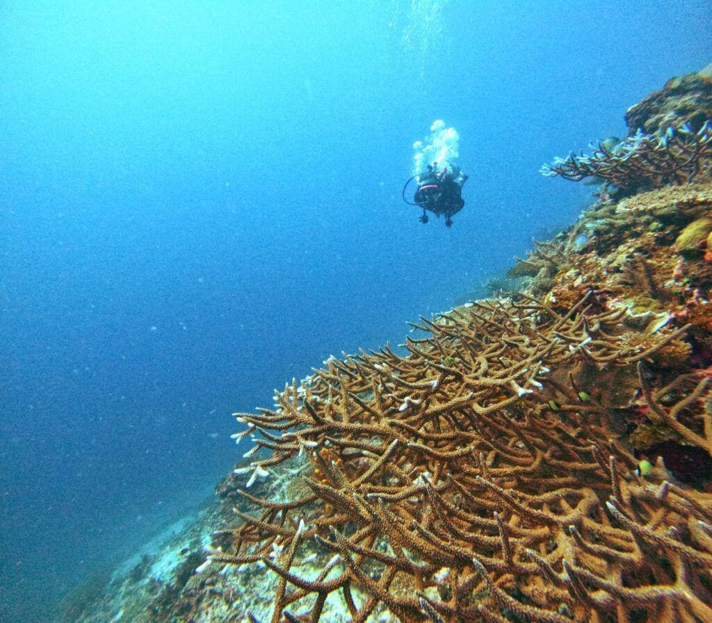 The Best Scuba Diving in Samoa: Top 10 Places to Dive 🤿 [2025]