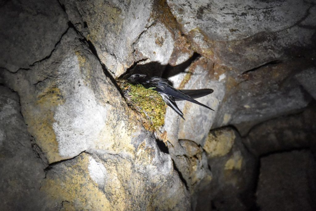 5 Best Places for Bird Watching in Samoa ????