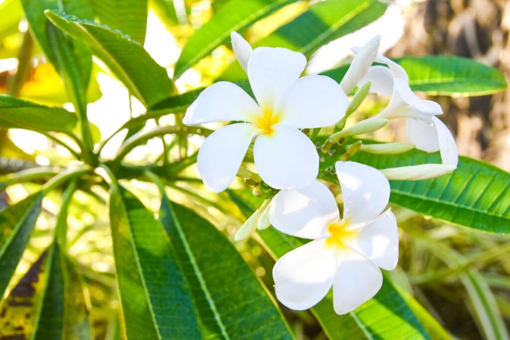 10 Best Hidden Gems in Samoa 💎