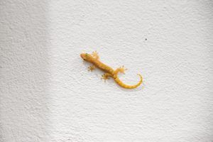 Wildlife in Samoa: Animals in Samoa & Where to See Them