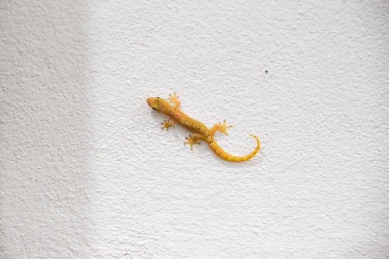 Wildlife in Samoa: Animals in Samoa & Where to See Them