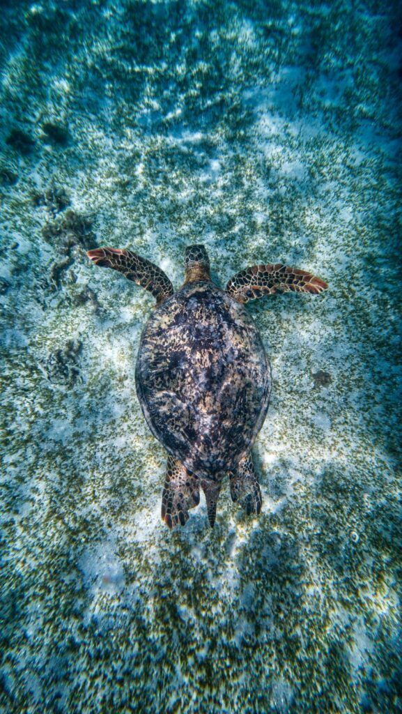 11 Best Eco Tours in Samoa