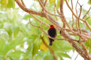 5 Best Places for Bird Watching in Samoa ????