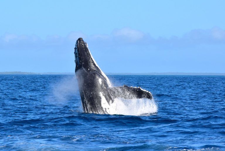 Can You See Whales in Samoa? ????