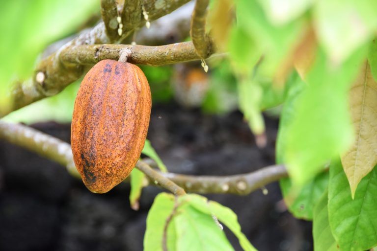 10 Exotic Fruits in Samoa You HAVE to Try!