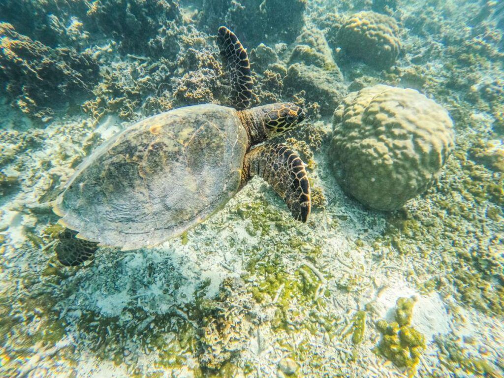 51 BEST Things to Do on Savai'i ☀️ [2025]