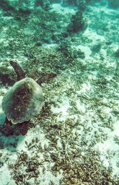 10 BEST Places to See Turtles in Samoa