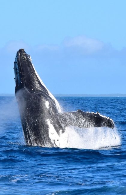 Can You See Whales in Samoa? ????